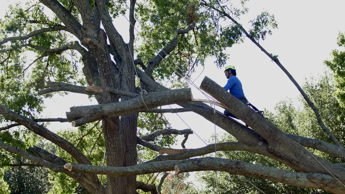 Professional Hazardous Tree Removal performed by certified arborists in Fontana