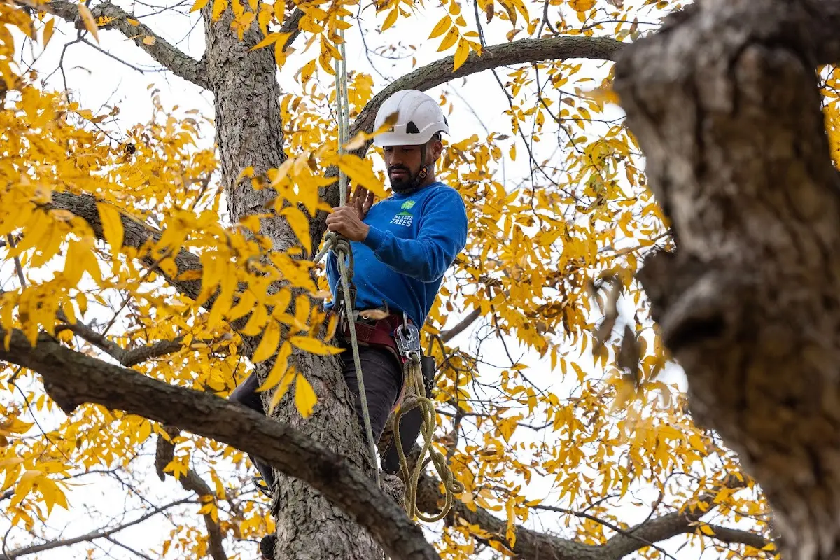 Skilled Tree Transplanting crew working in Fontana